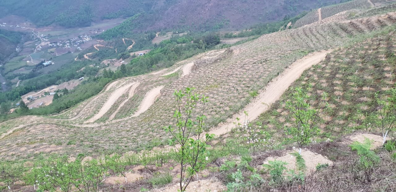 Young apple trees plantation in Dirang, Arunachal Pradesh